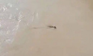 “是龙吗？”游客称在虎跳峡景区拍到“头上有角的黄色不明生物”，当地回应