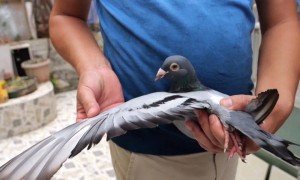 “漂洋过海”来中国？贵阳市民捡到一只“外国鸽”，脚环信息显示来自比利时