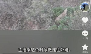 “汗毛都炸开了” 游客独行大峡谷偶遇猞猁，双方对视数十秒