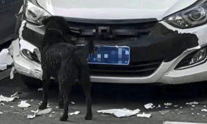 女子一觉睡醒，车被狗啃到面目全非：肇事狗还没找到，换保险杠大概要1000元