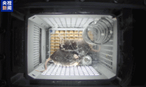 4只小鼠“入住”空间站！状态良好