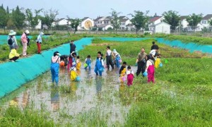 上海练塘茭白节暨古镇文化旅游节即将启幕 奏响六业融合“茭”响曲