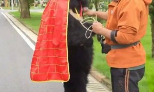 黑熊披着袈裟在动物园“溜达”，被怀疑是人扮的，园方：是真熊